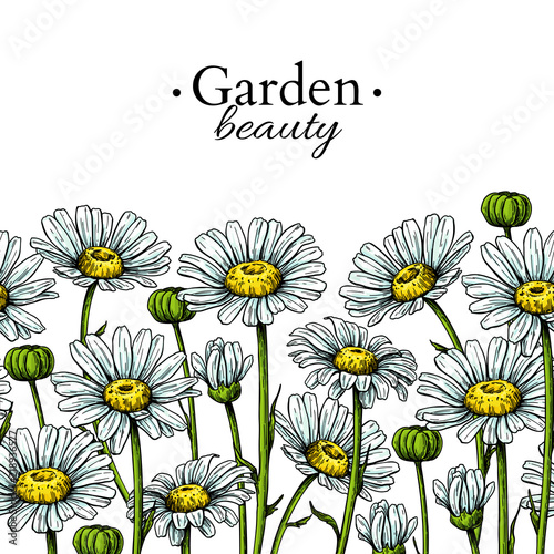 Daisy flower border drawing. Vector hand drawn floral seamless pattern. Chamomile