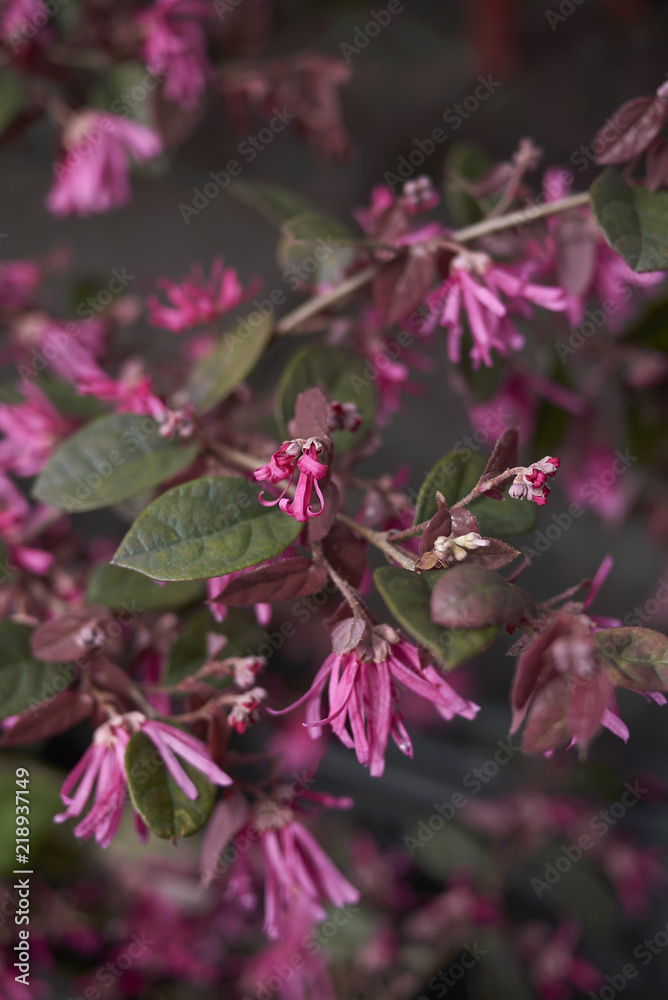 Obraz premium Loropetalum chinense rubrum