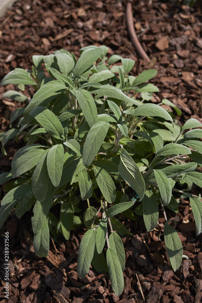Salvia officinalis Salvia officinalis