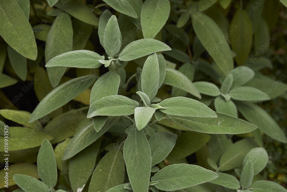 Salvia officinalis Salvia officinalis