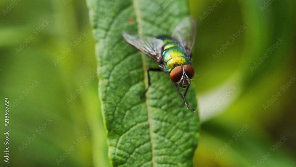 Macro green fly Macro green fly