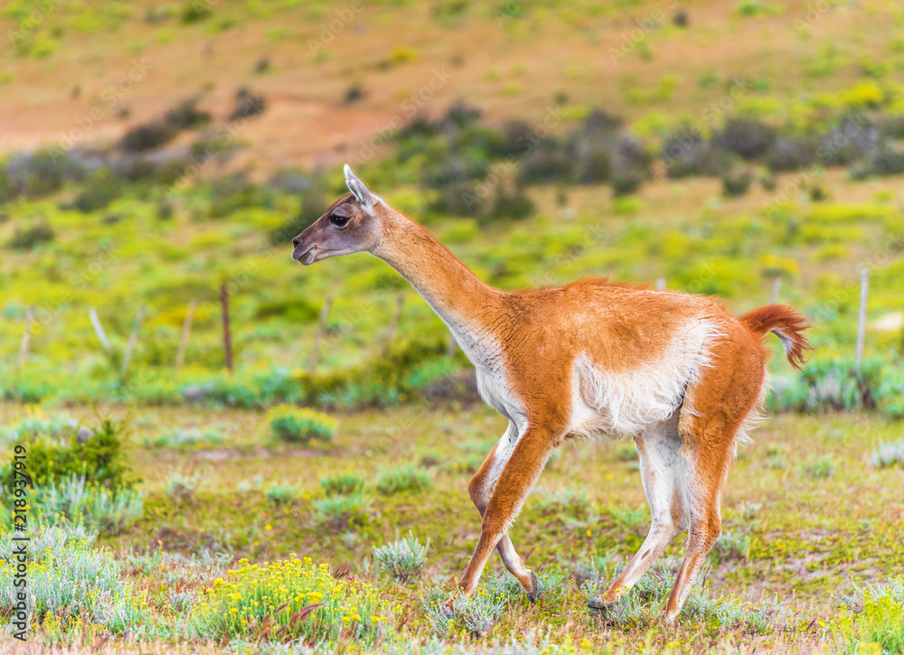 Guanaco lama in national park Torres del Paine mountains, Patagonia, Chile, South America. With selective focus. Guanaco lama in national park Torres del Paine mountains, Patagonia, Chile, South America. With selective focus.