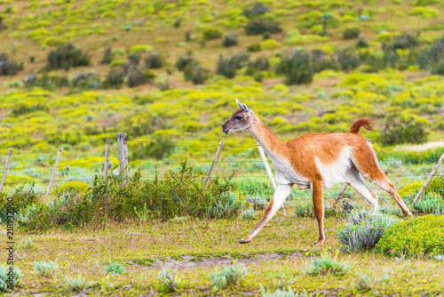 Fototapeta Naklejka Na Ścianę i Meble -  Guanaco lama in national park Torres del Paine mountains, Patagonia, Chile, South America. With selective focus.