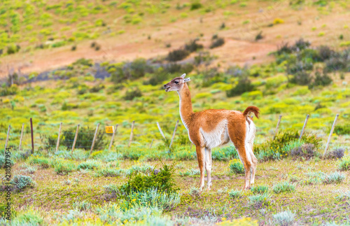 Guanaco lama in national park Torres del Paine mountains, Patagonia, Chile, South America. With selective focus.