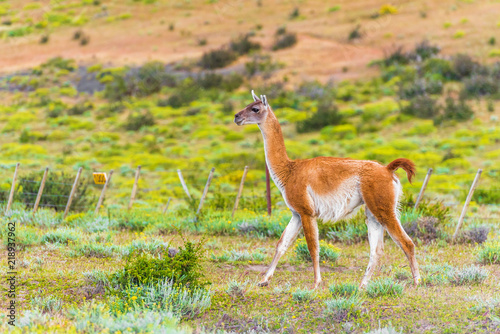 Guanaco lama in national park Torres del Paine mountains, Patagonia, Chile, South America. With selective focus.