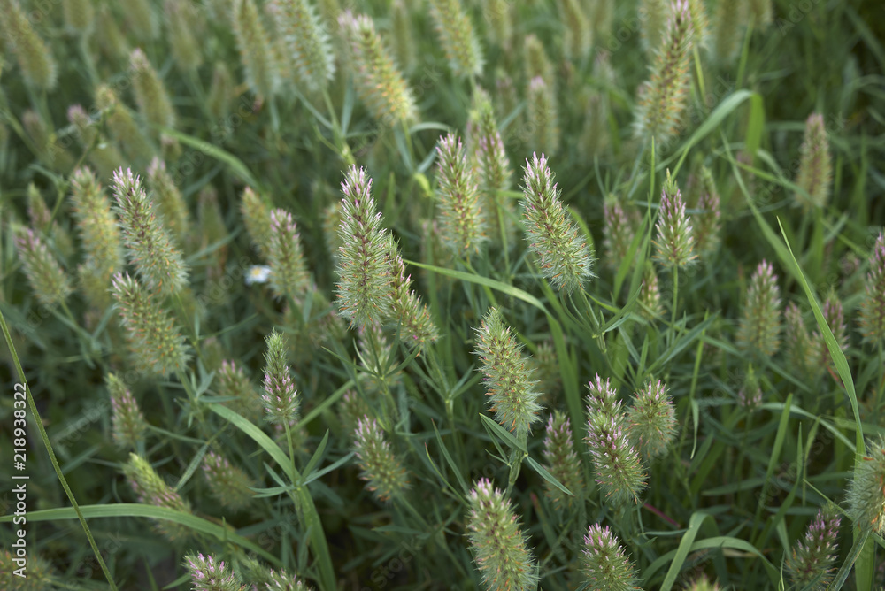 Trifolium angustifolium Trifolium angustifolium