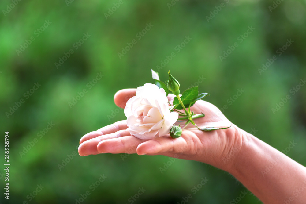 White flower held in hand with green background