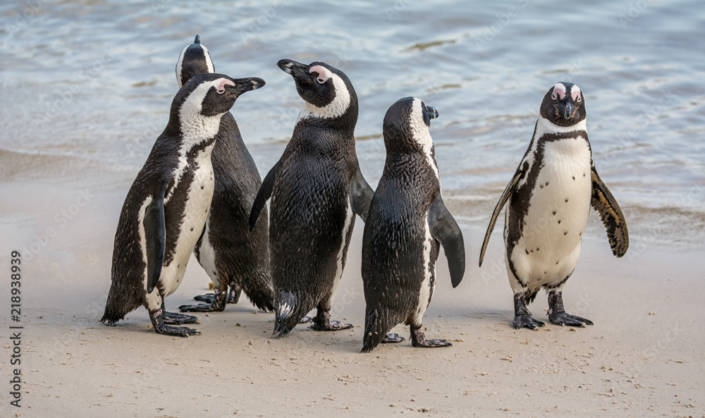 Fototapeta premium African Penguins
