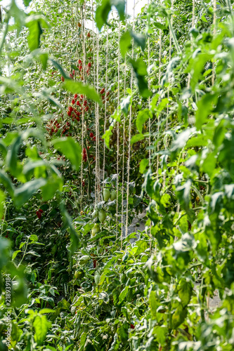 Wallpaper Mural Tomaten anbauen im Gewächshaus Torontodigital.ca