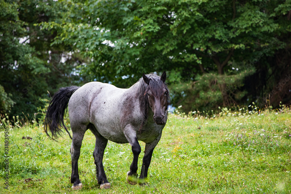 Pferd in der Natur