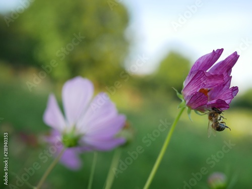 Fototapeta Naklejka Na Ścianę i Meble -  Polonne / Ukraine - 12 August 2018: Flowers in the garden. spider caught a bee