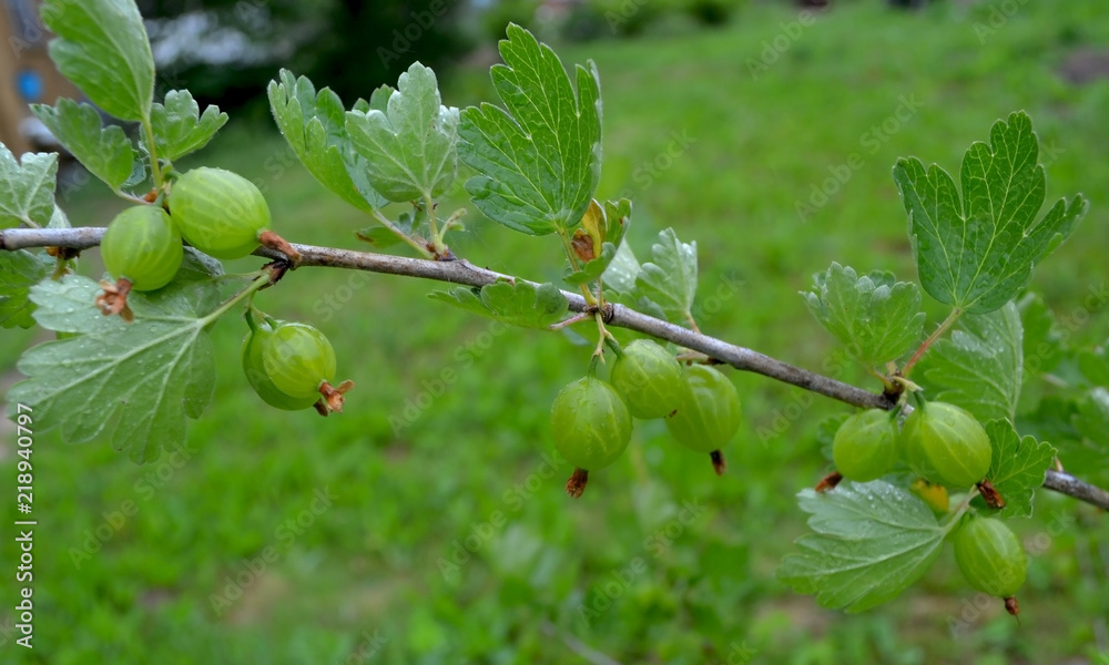 Unripe green gooseberry on a bush branch in the garden
