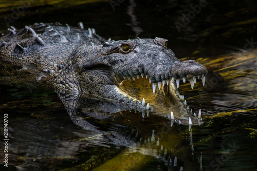 American Crocodile (crocodylus acutus) in a swamp in Jamaica