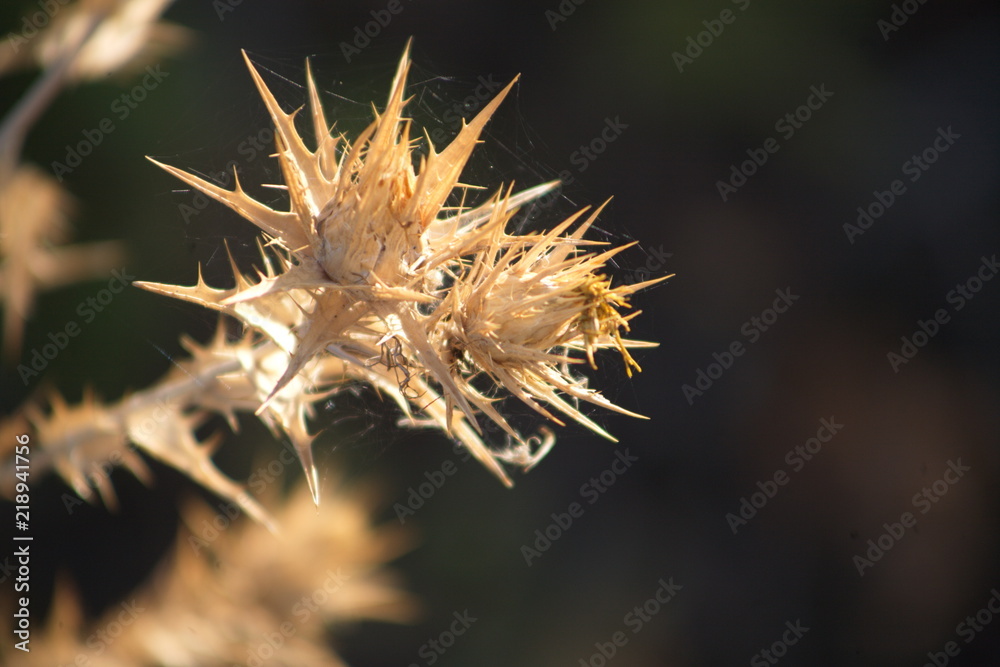macro macro