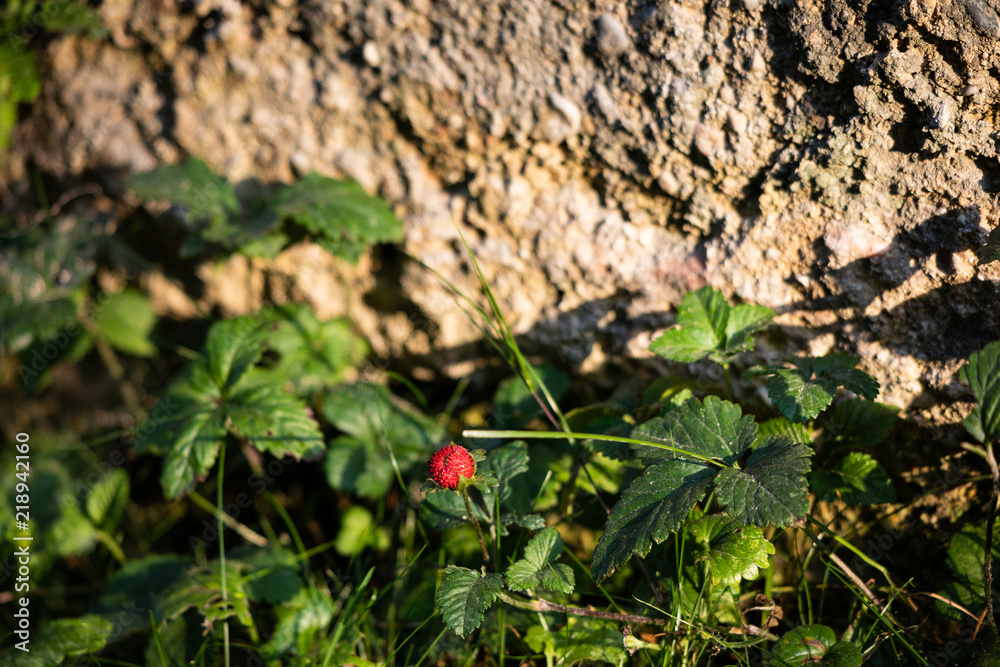 Walderdbeeren in Niederösterreich