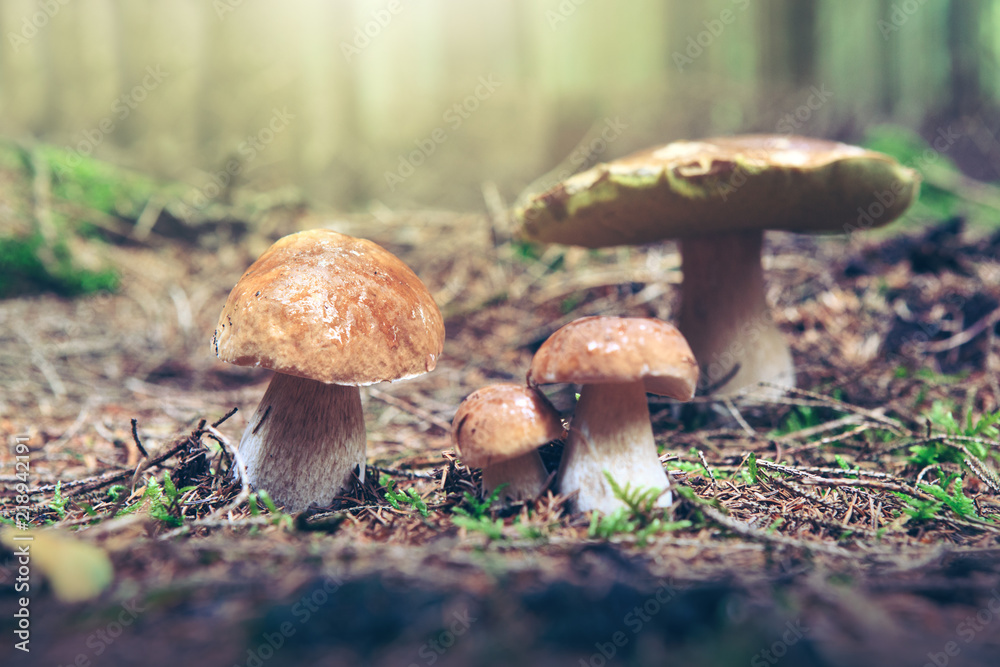 Porcini mushroom in the autumn forest. Nature background. Porcini mushroom in the autumn forest. Nature background.