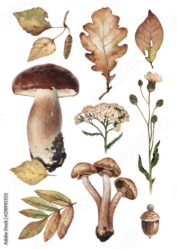 Fotografia Watercolor illustrations of mushrooms, leaves and flowers
