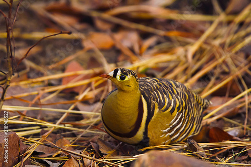 Painted sandgrouse, Pterocles indicus, Panna Tiger Reserve, Madhya Pradesh, India photo