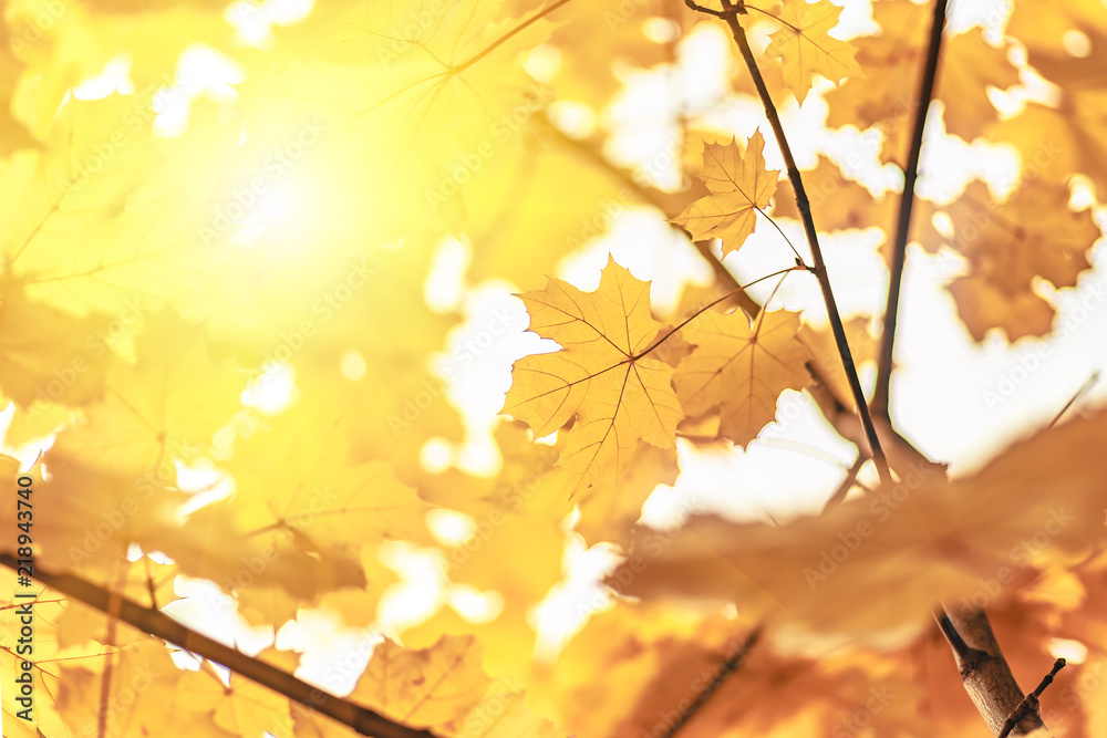 Yellow maple leaves close up, autumn background Yellow maple leaves close up, autumn background
