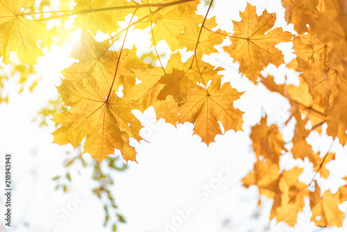 Yellow maple leaves close up, autumn background