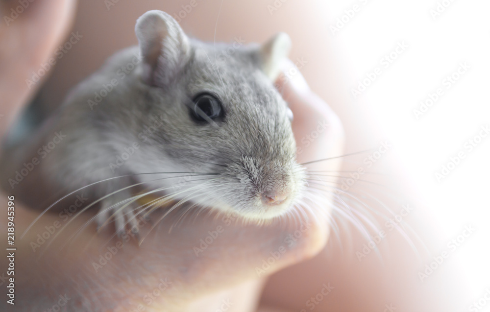 Child holding a gerbil
