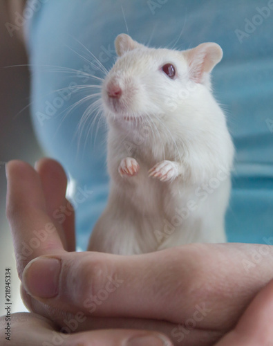 Child holding a gerbil © hatheyphotos