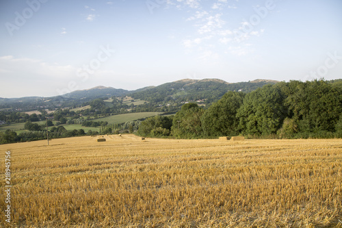 Corn Field, Malvern Hills, England