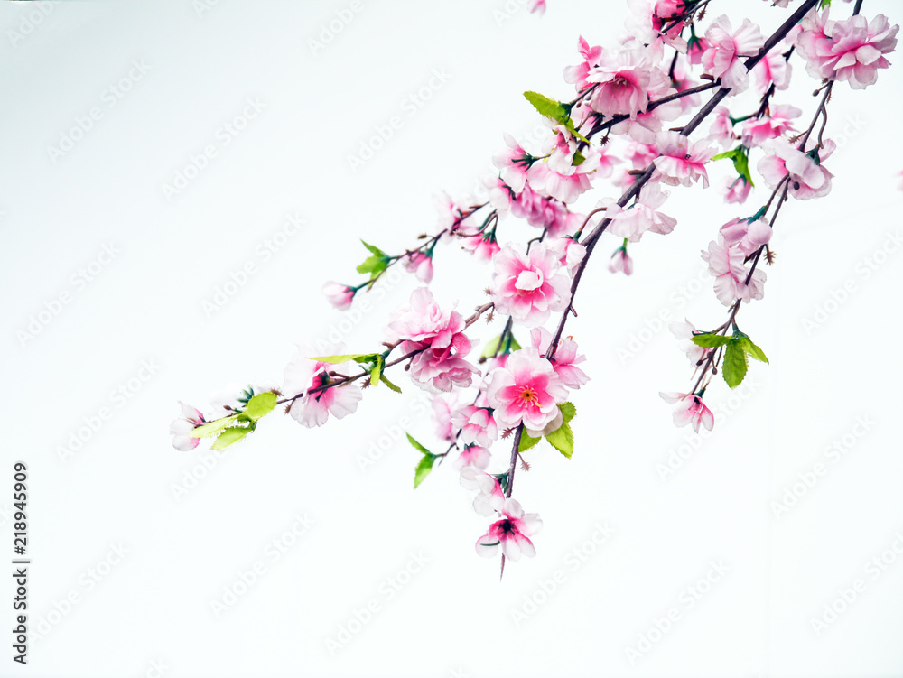 Sakura flowers