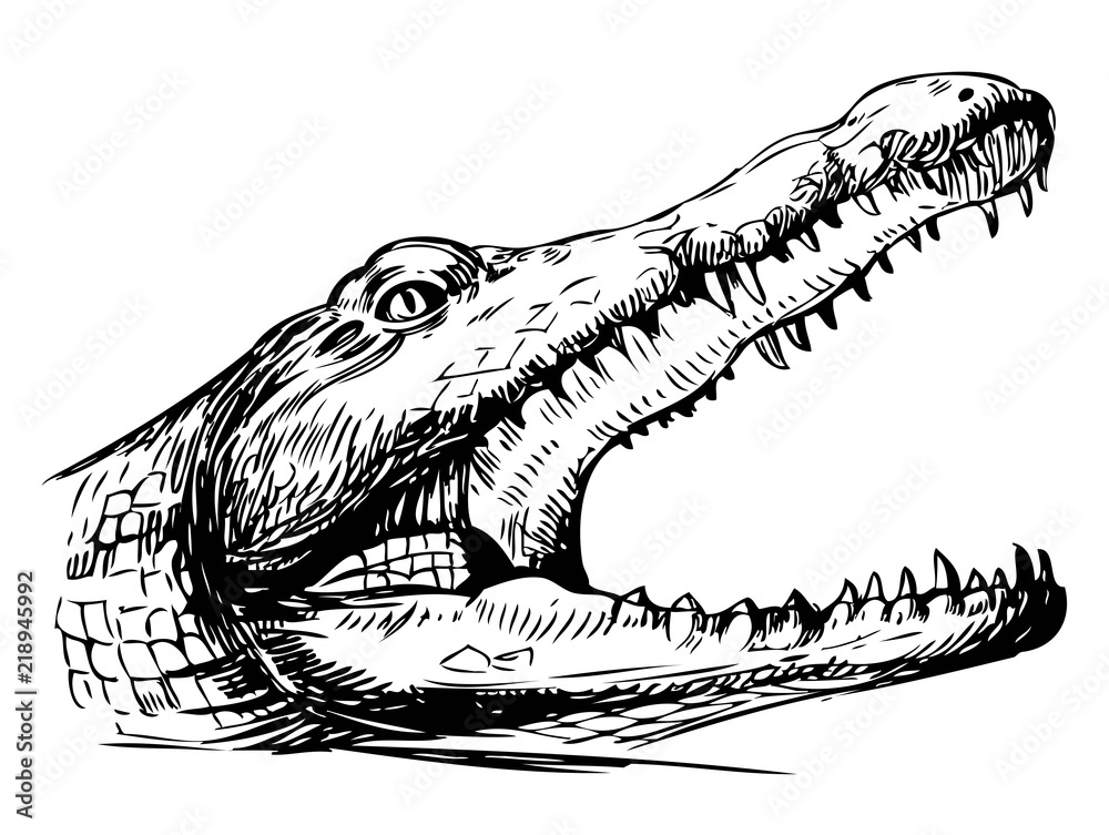 Fototapeta premium Sketch of crocodile. Hand drawn illustration converted to vector