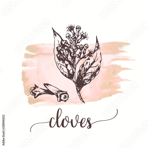 Cloves sketch on watercolor paint. Vector black vintage engraving illustration Vector design for tags, cards, packaging, promo
