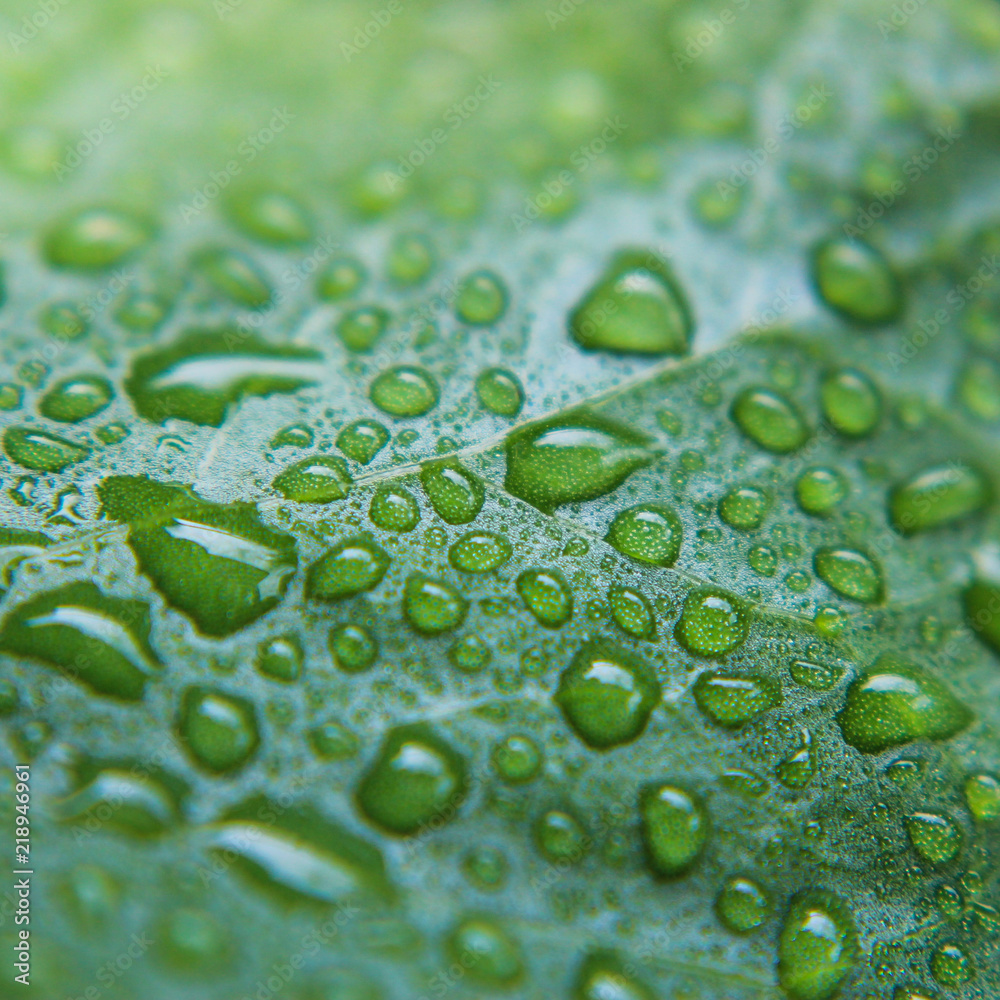 Asiatic leaf on droplet water with green fresh. Asiatic leaf on droplet water with green fresh.