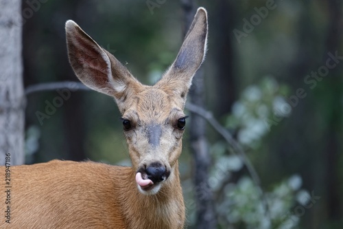 Maultierhirsch Kalb