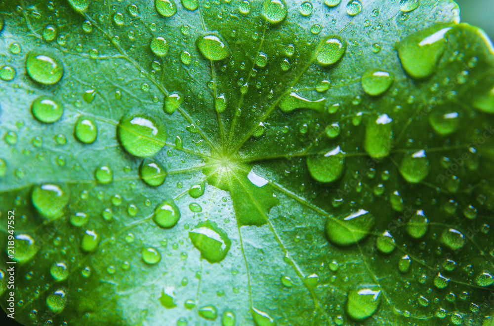 Asiatic leaf on droplet water with green fresh. Asiatic leaf on droplet water with green fresh.