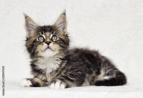 cute tabby kitten Maine Coon on white background
