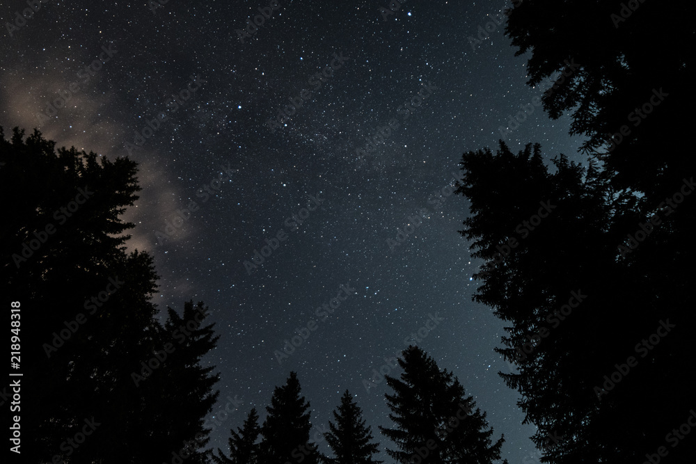 ciel étoilé en forêt