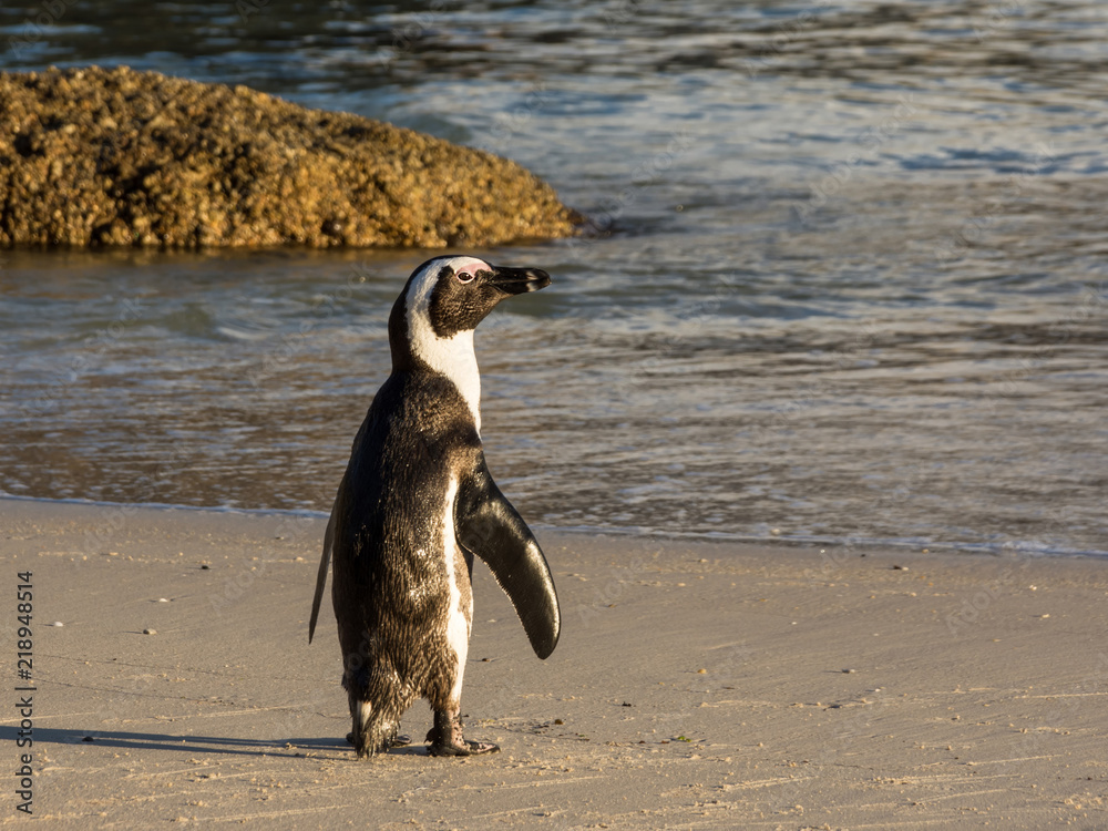 Fototapeta premium African Penguin Portrait