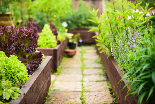 Vegetable garden with raised beds, focus on foreground