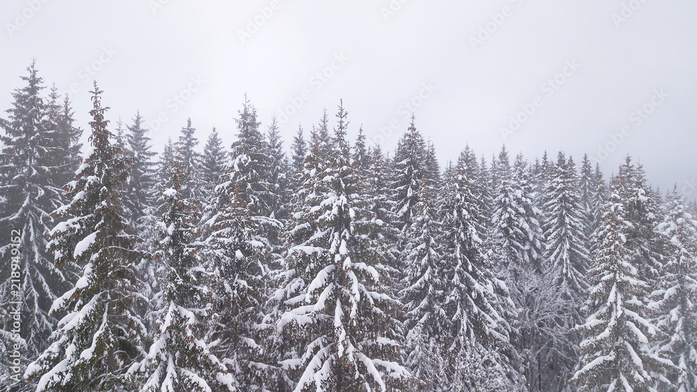 Aerial view of the snow-covered pine branches Aerial view of the snow-covered pine branches