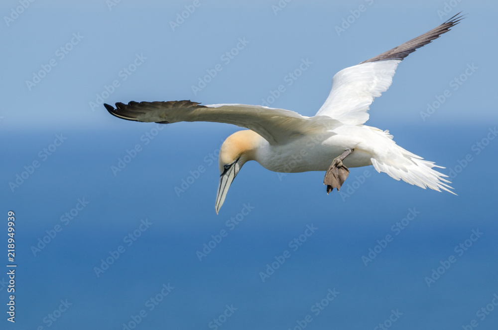 A large gannet in flight