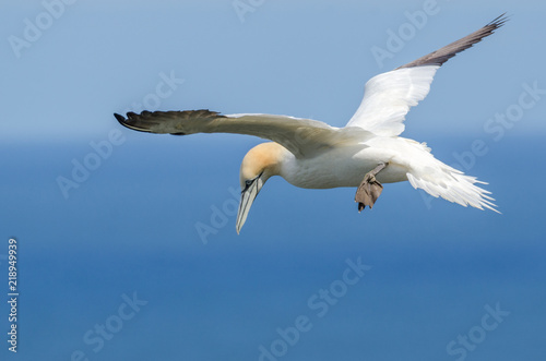 A large gannet in flight