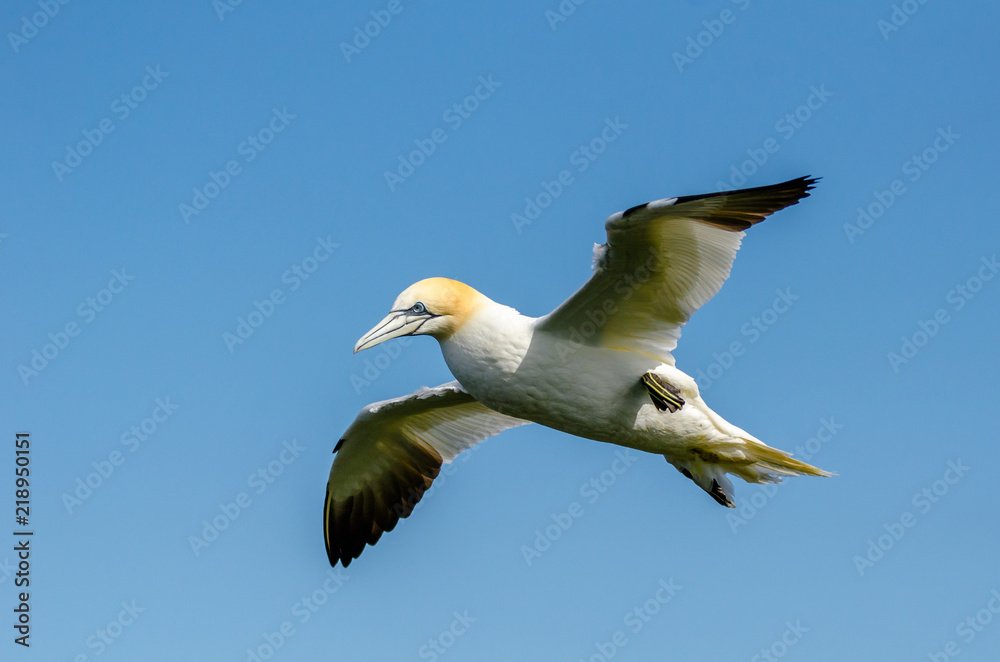 A large gannet in flight A large gannet in flight