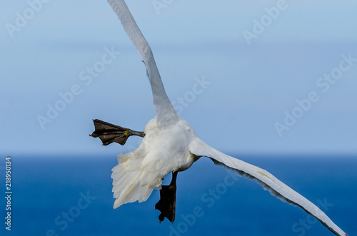 A large gannet in flight photo