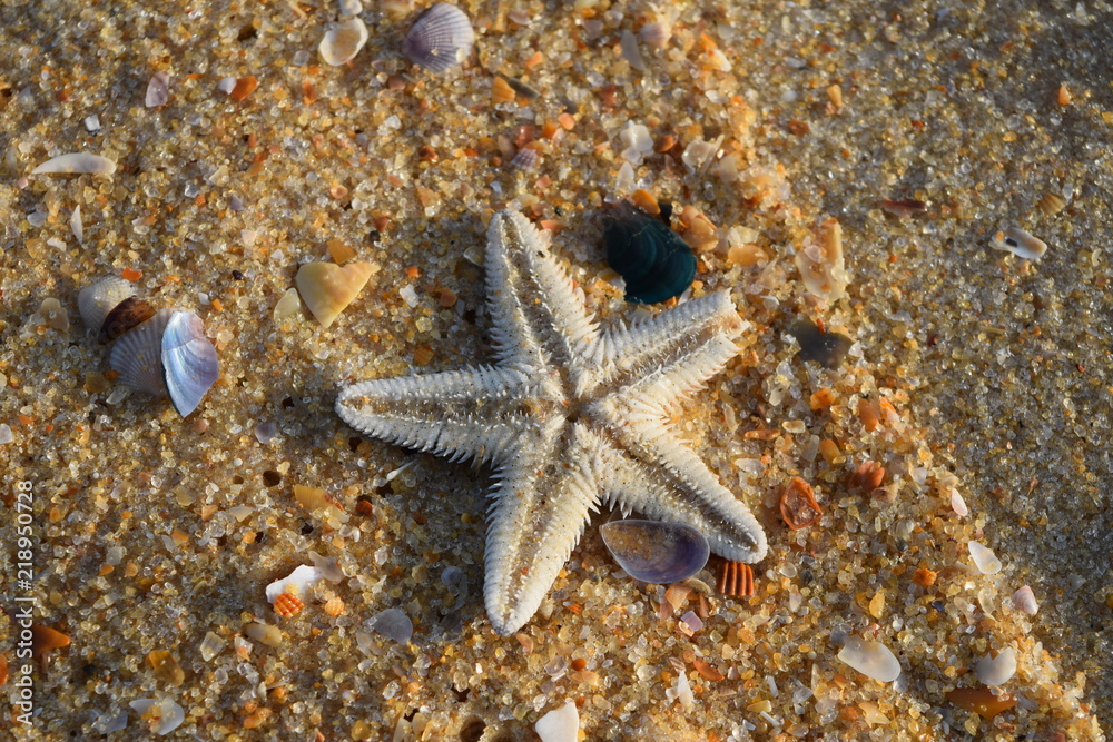 A Starfish along the sea shore with Shells and sand A Starfish along the sea shore with Shells and sand