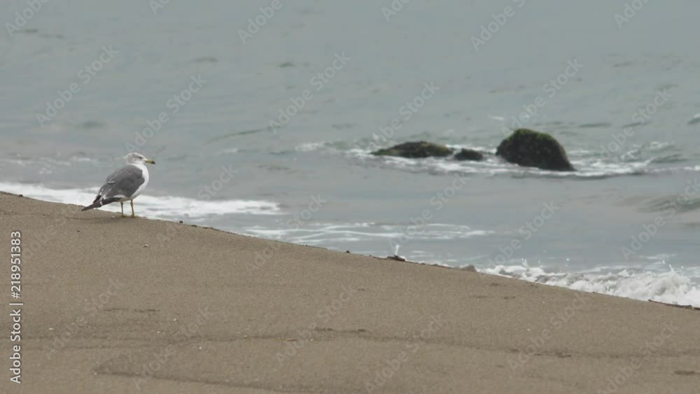 岩場の砂浜とカモメ