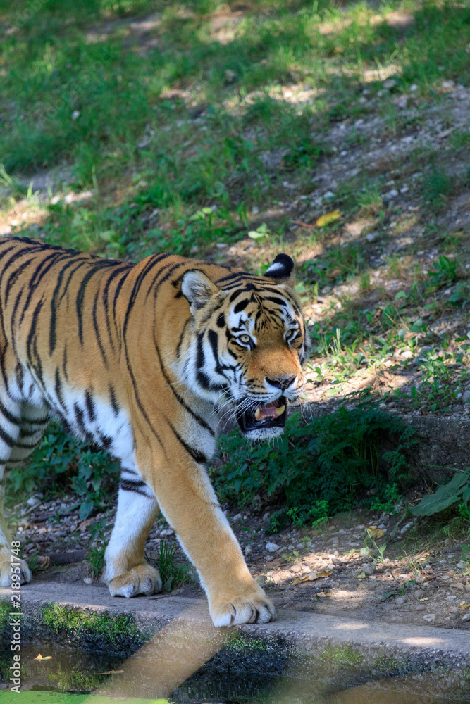 Obraz premium Sibirischer Tiger