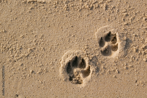Dog paw prints on sand