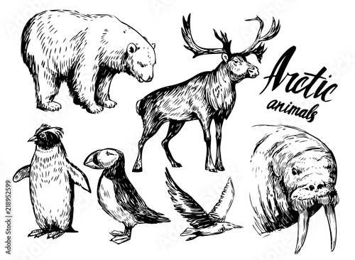 Set of arctic animals: reindeer, polar bear, walrus, penguin. Hand drawn vector illustration