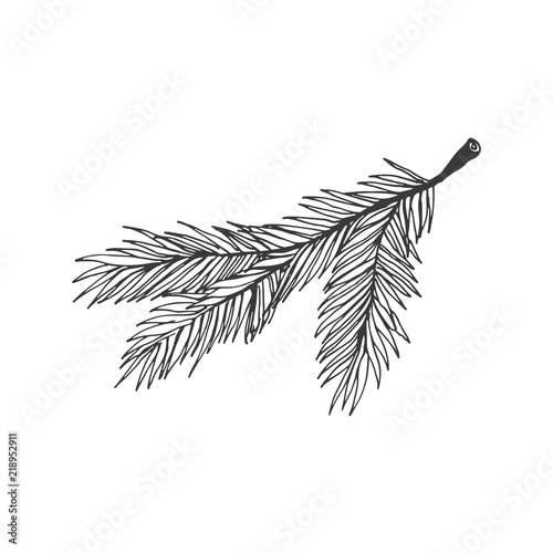 Christmas tree branch vector illustration isolated on white background. Hand drawn Christmas symbol. Doodle style.