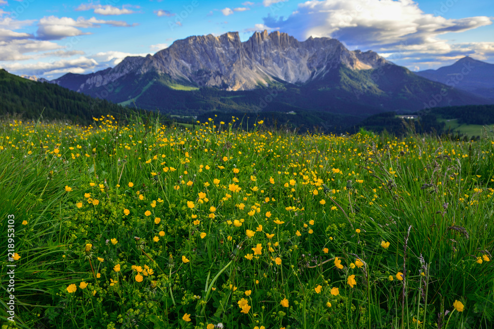 Fototapeta premium Italy Dolomites Latemar flowers