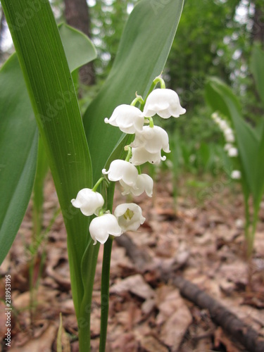 macro nature